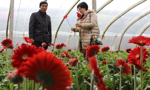 2億支臨沂非洲菊供應(yīng)全國(guó)