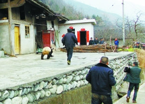 野生大熊貓下山大搖大擺“巡視”村寨引圍觀（圖）