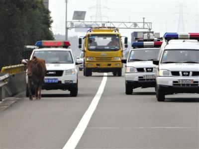 22省份取消“O”牌車(chē) 被指反增公眾監(jiān)督難度