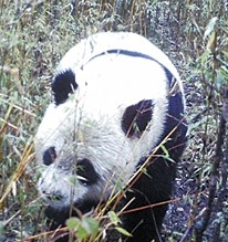 野生大熊貓現(xiàn)身甘肅保護(hù)區(qū)[圖]