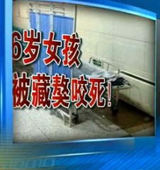 6歲女童被藏獒咬斷氣管身亡 母親目睹女兒慘死