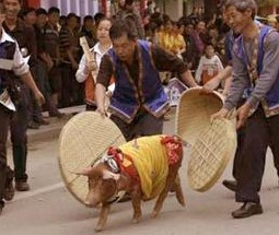 神曲人豬共用 最炫民族風趕野豬賽鞭炮(圖)