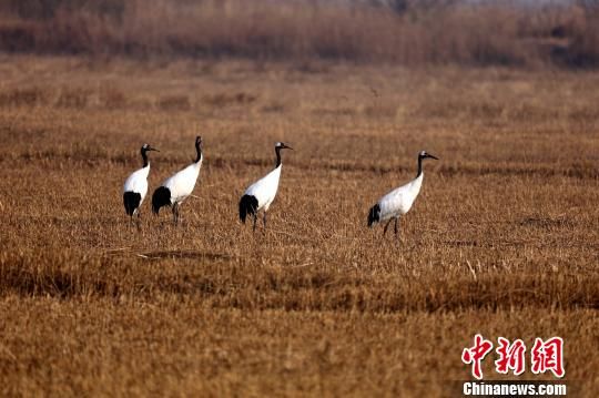 東方白鸛等珍稀候鳥黃河三角洲忙筑愛巢