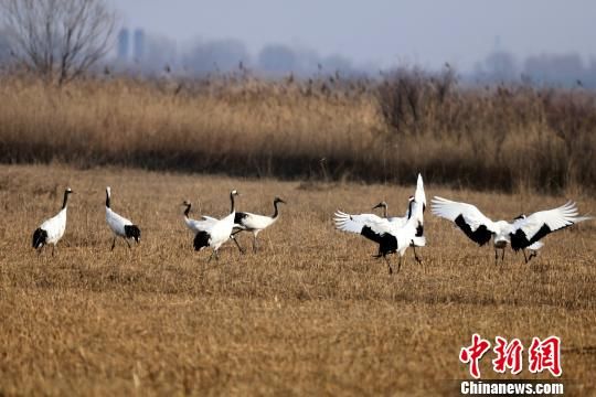 東方白鸛等珍稀候鳥黃河三角洲忙筑愛巢